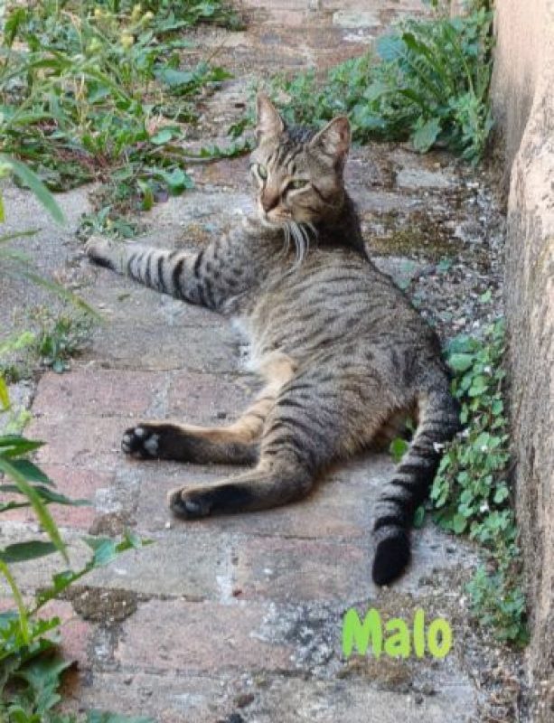MALO - Chat à adopter - photo 2