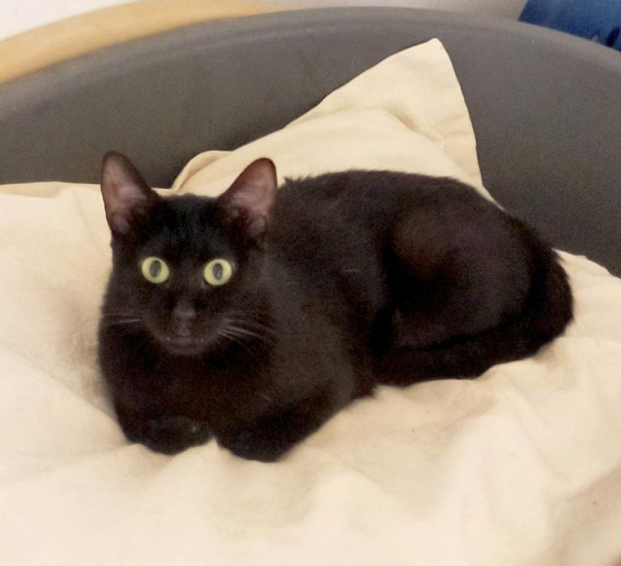 Amelie - Chat à adopter - photo 2