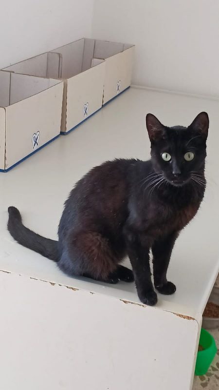 Amelie - Chat à adopter