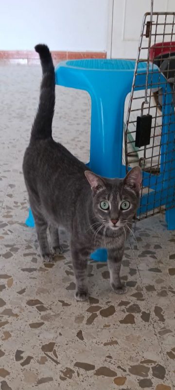 Sofia - Chat à adopter