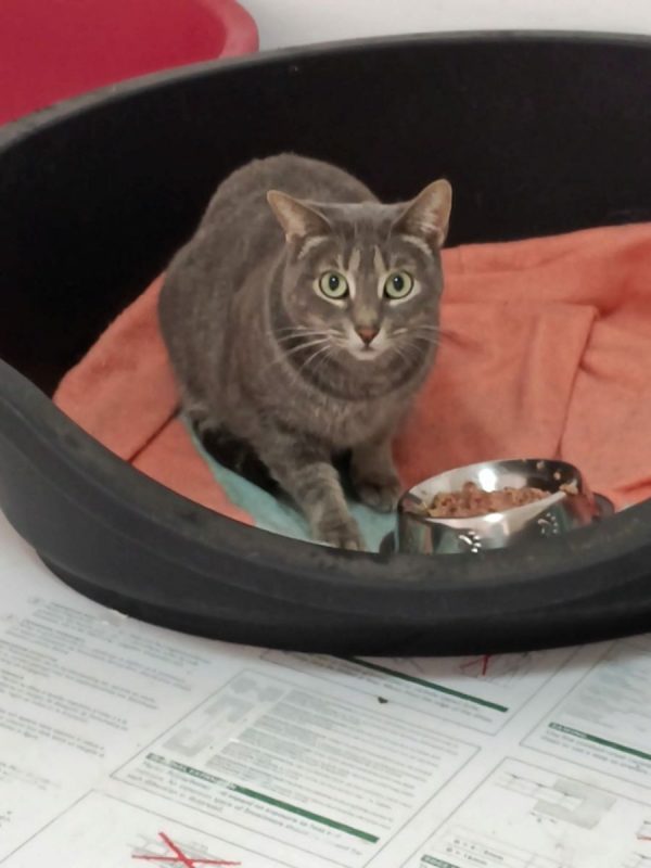Sofia - Chat à adopter - photo 2