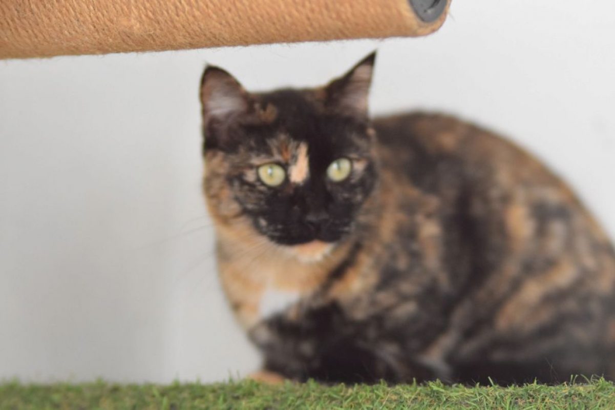 Fiesta - Chat à adopter