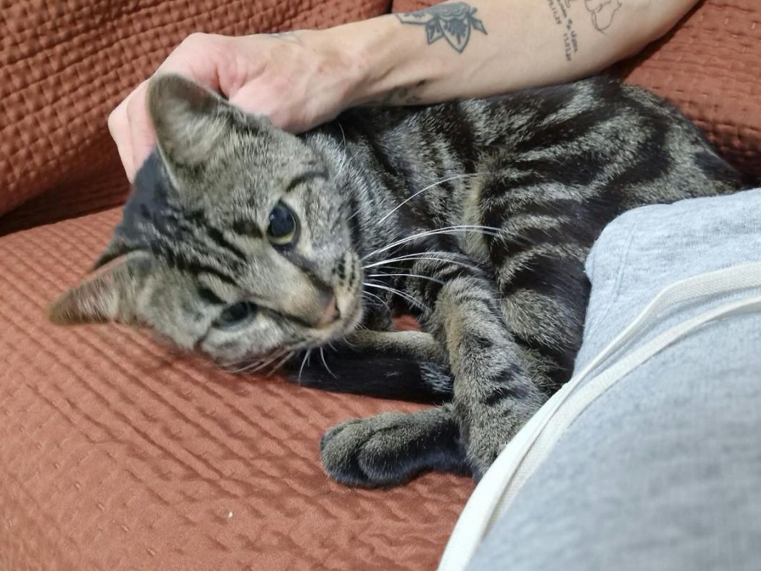 NOAH - Chat Européen à adopter