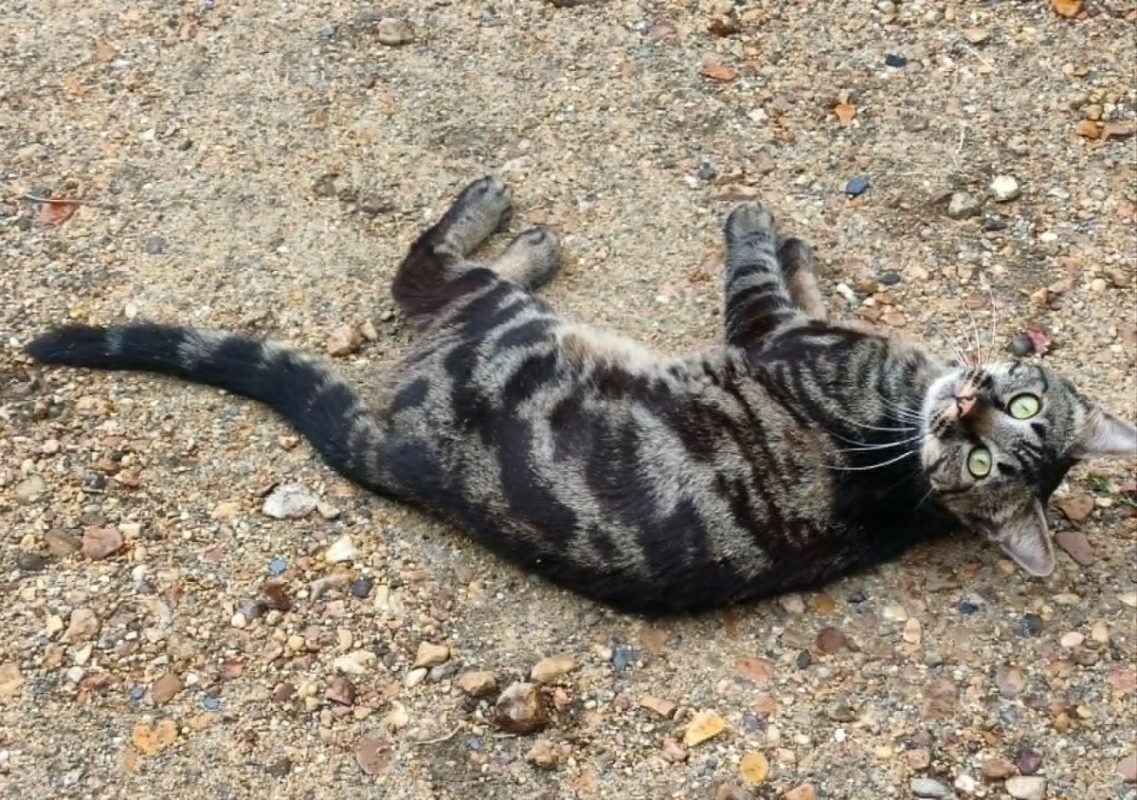 NOAH - Chat Européen à adopter - photo 3