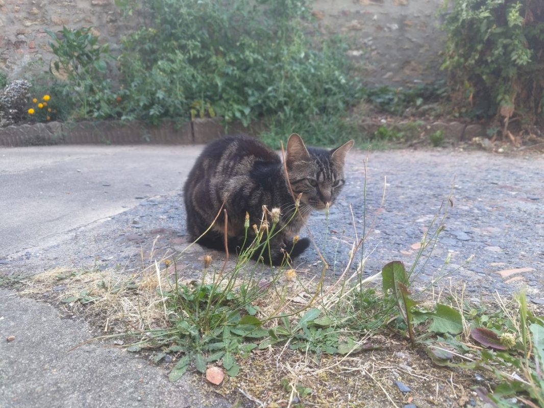 NOAH - Chat Européen à adopter - photo 10