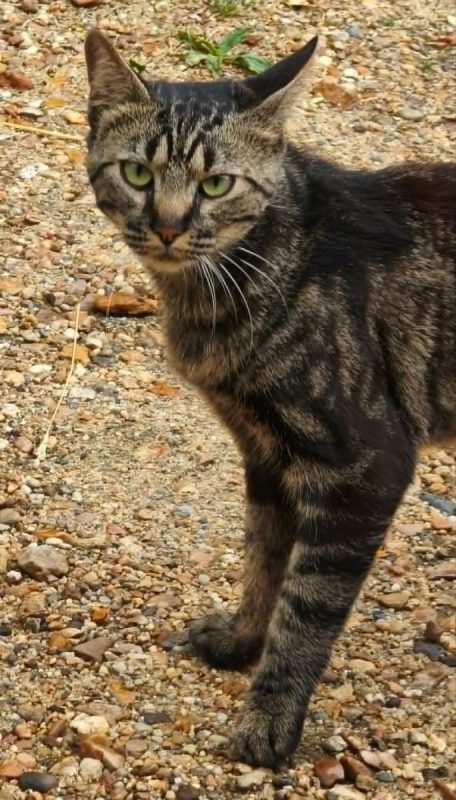 NOAH - Chat Européen à adopter - photo 4