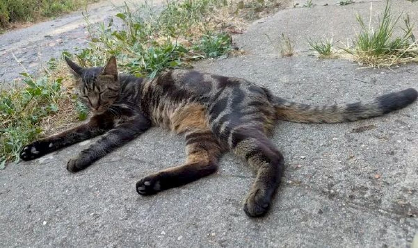 NOAH - Chat Européen à adopter - photo 2