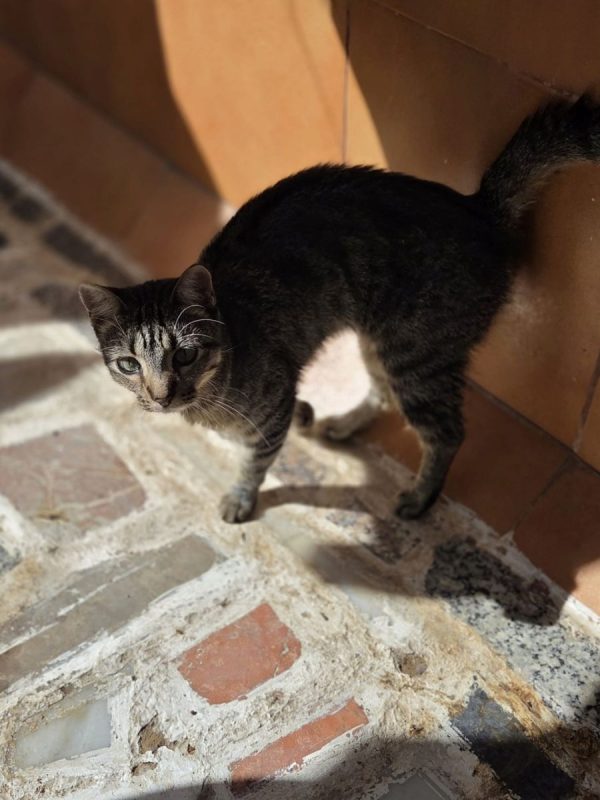 Tigresa - Chat à adopter - photo 3