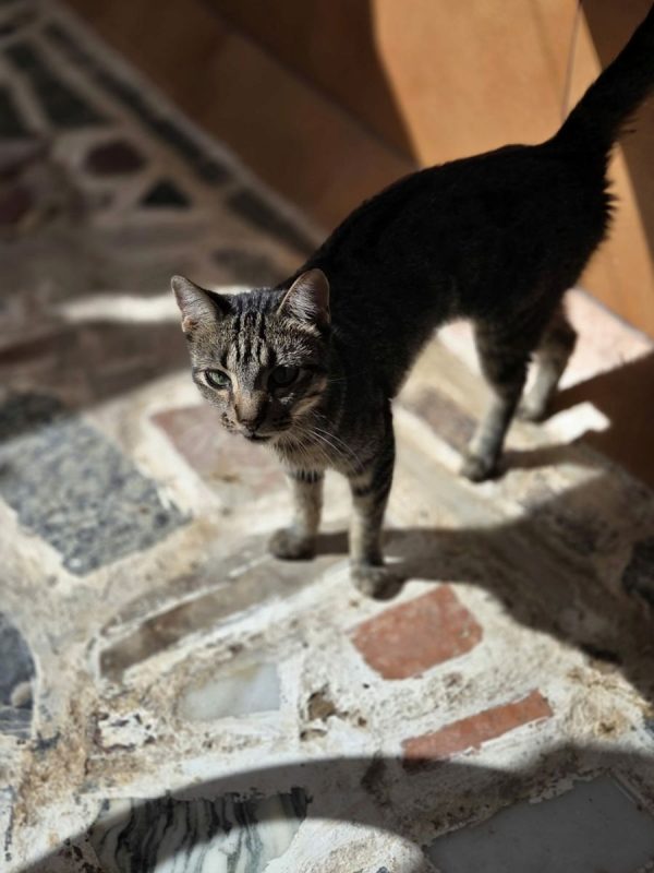 Tigresa - Chat à adopter - photo 5