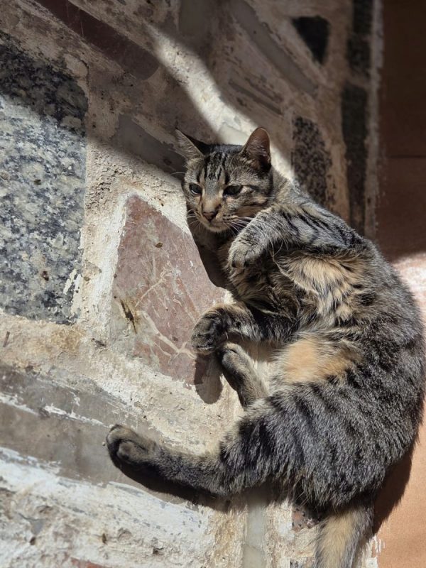 Tigresa - Chat à adopter