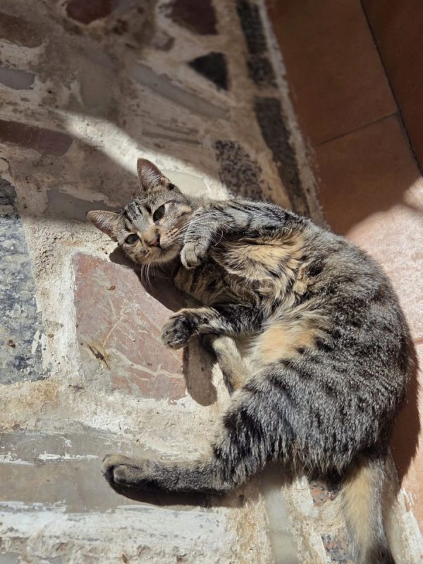Tigresa - Chat à adopter - photo 4