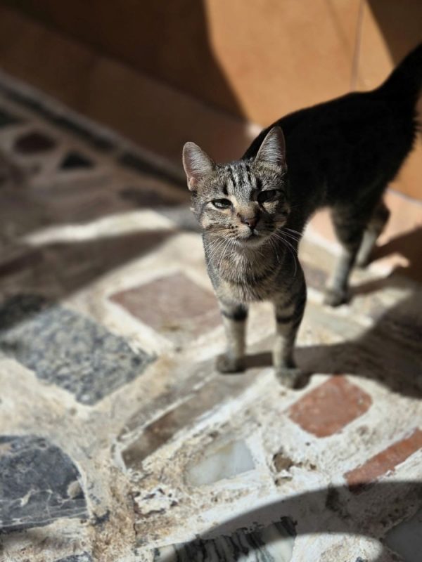 Tigresa - Chat à adopter - photo 2
