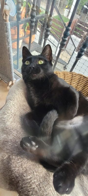 Pinky et Jelowy - Chat à adopter - photo 3