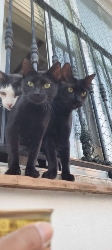 Pinky et Jelowy - Chat à adopter