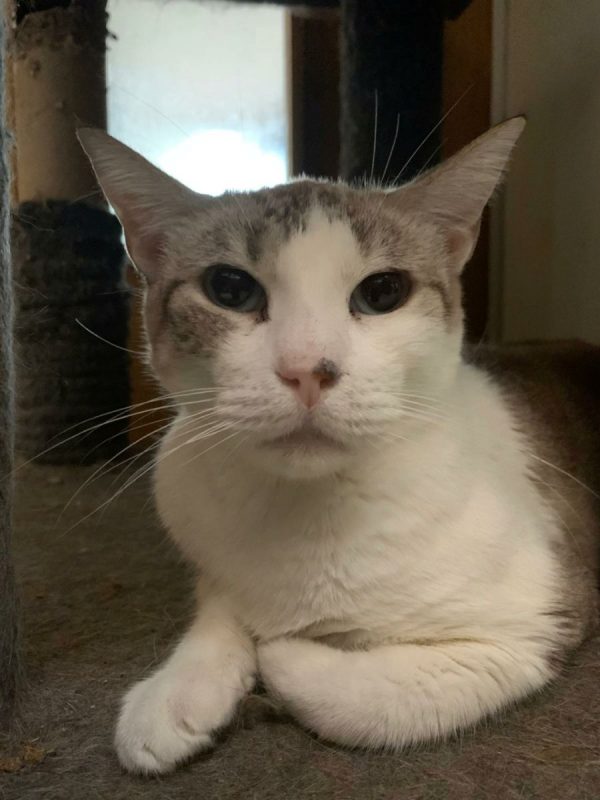 Chelsea - Chat à adopter