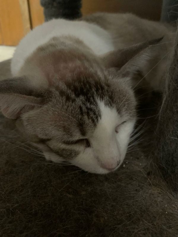 Chelsea - Chat à adopter - photo 3