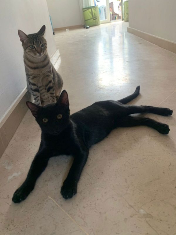 Lisa - Chat à adopter - photo 2