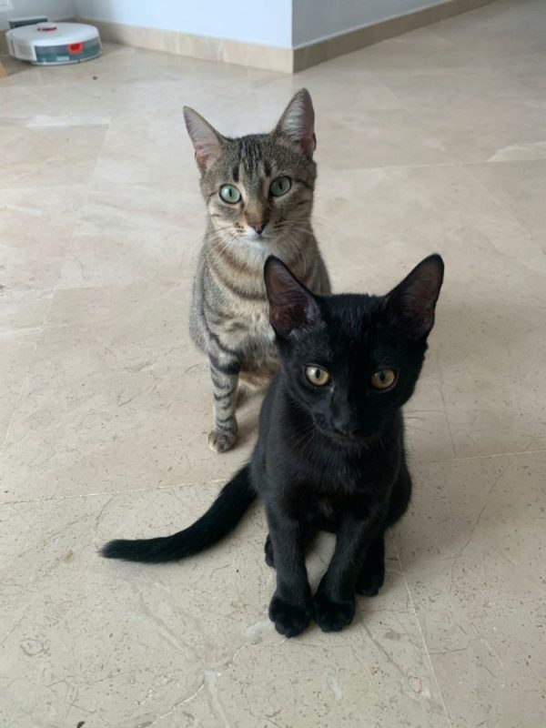 Lisa - Chat à adopter - photo 3