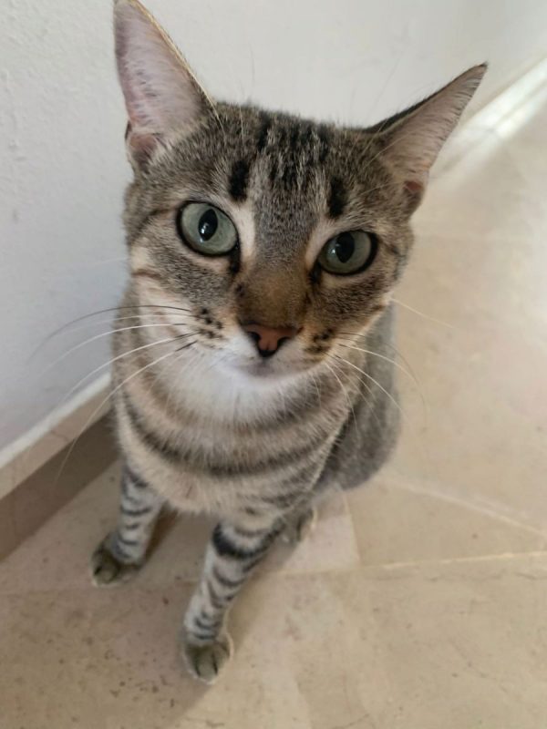Lisa - Chat à adopter