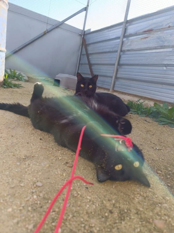 Sombra - Chat à adopter - photo 2