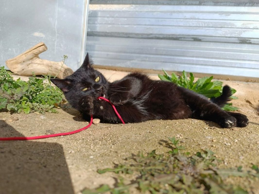 Sombra - Chat à adopter - photo 4
