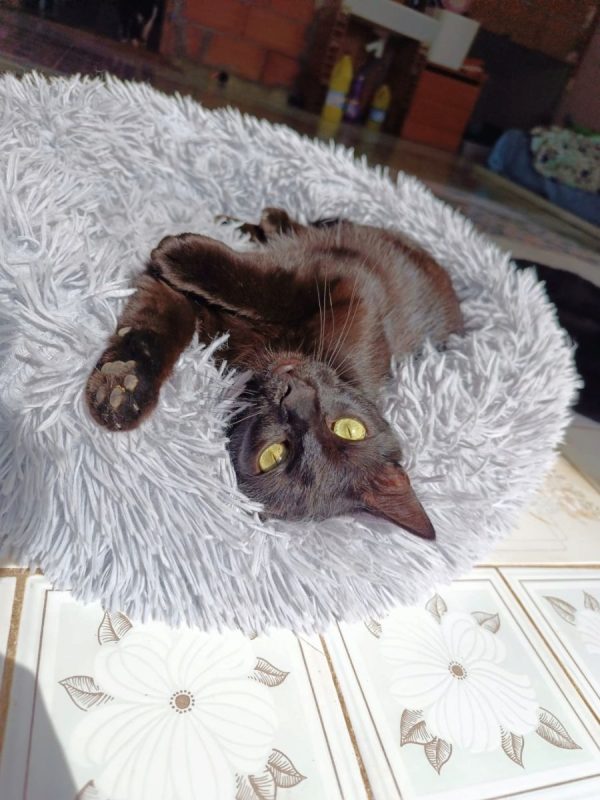 Sombra - Chat à adopter - photo 3