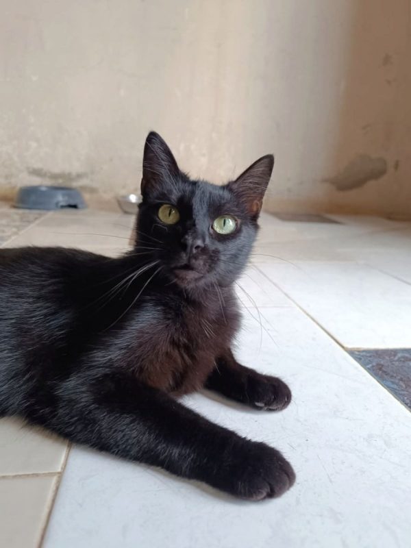 Sombra - Chat à adopter