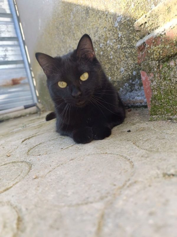 Sombra - Chat à adopter - photo 5