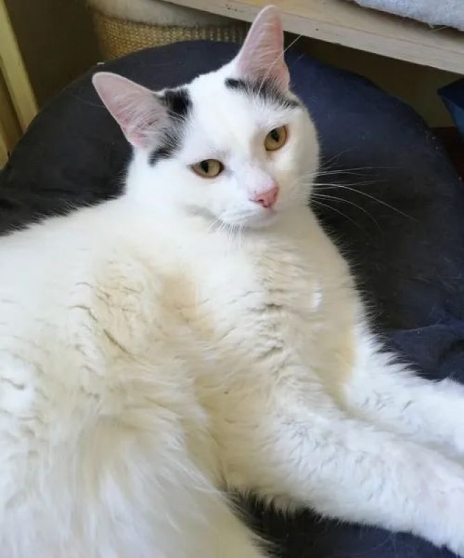 HOSHI - Chat à adopter