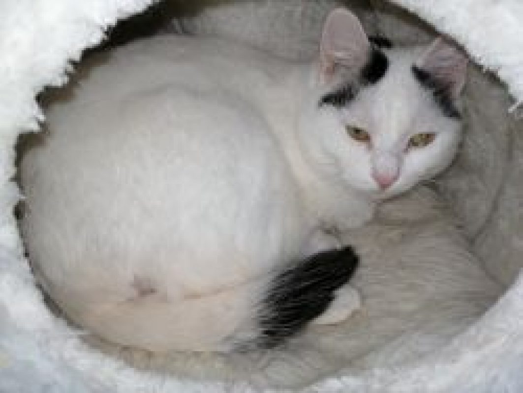 HOSHI - Chat à adopter - photo 2