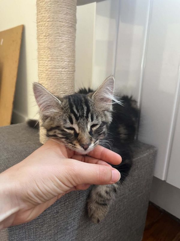 Yuzu - Chat Européen à adopter - photo 4