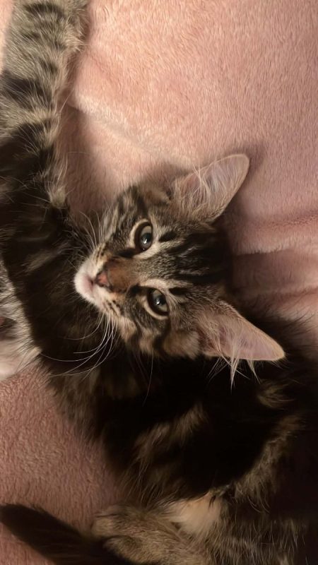 Yuzu - Chat Européen à adopter - photo 5