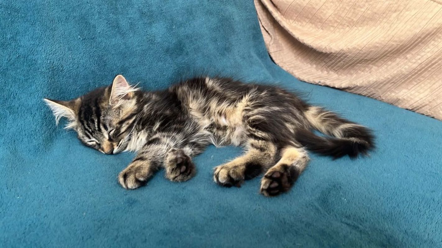 Yuzu - Chat Européen à adopter - photo 3