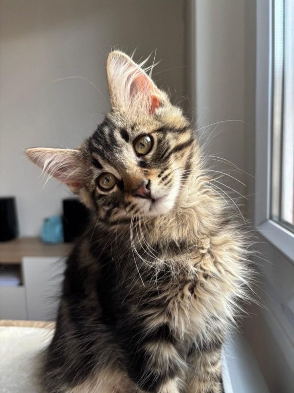 Yuzu - Chat Européen à adopter