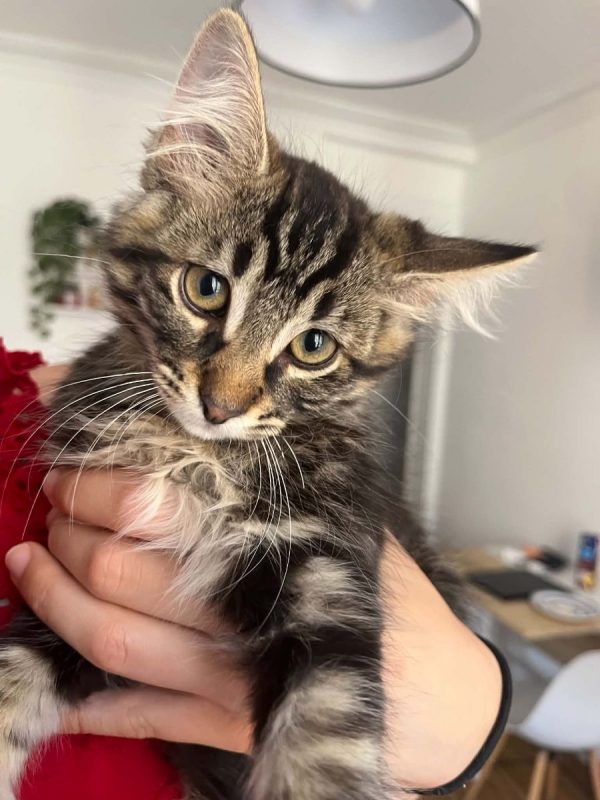 Yuzu - Chat Européen à adopter - photo 2