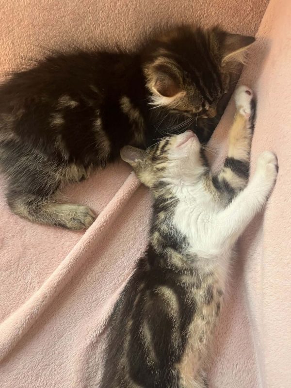 Mei - Chat Européen à adopter - photo 6