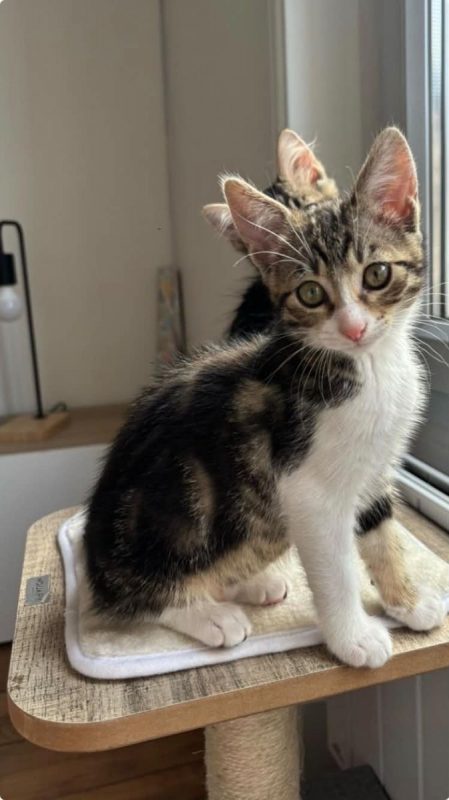 Mei - Chat Européen à adopter