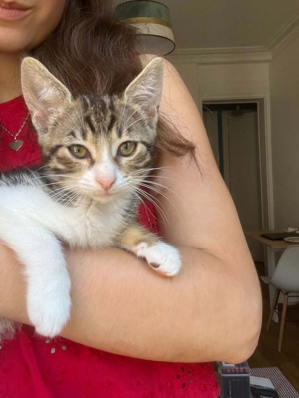 Mei - Chat Européen à adopter - photo 2