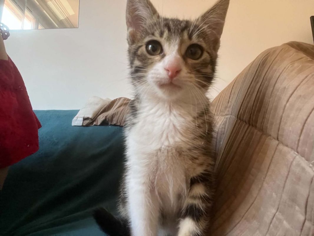 Mei - Chat Européen à adopter - photo 4