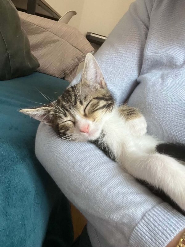 Mei - Chat Européen à adopter - photo 5