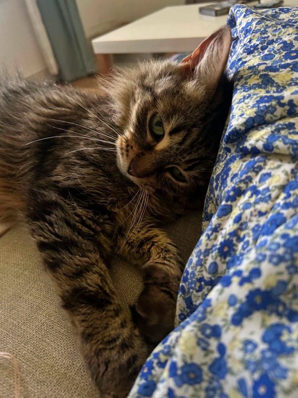 Sally - Chat Européen à adopter