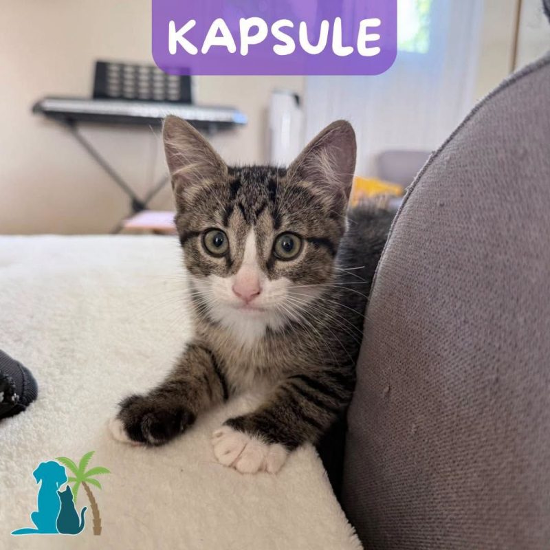 KAPSULE - Chat Européen à adopter