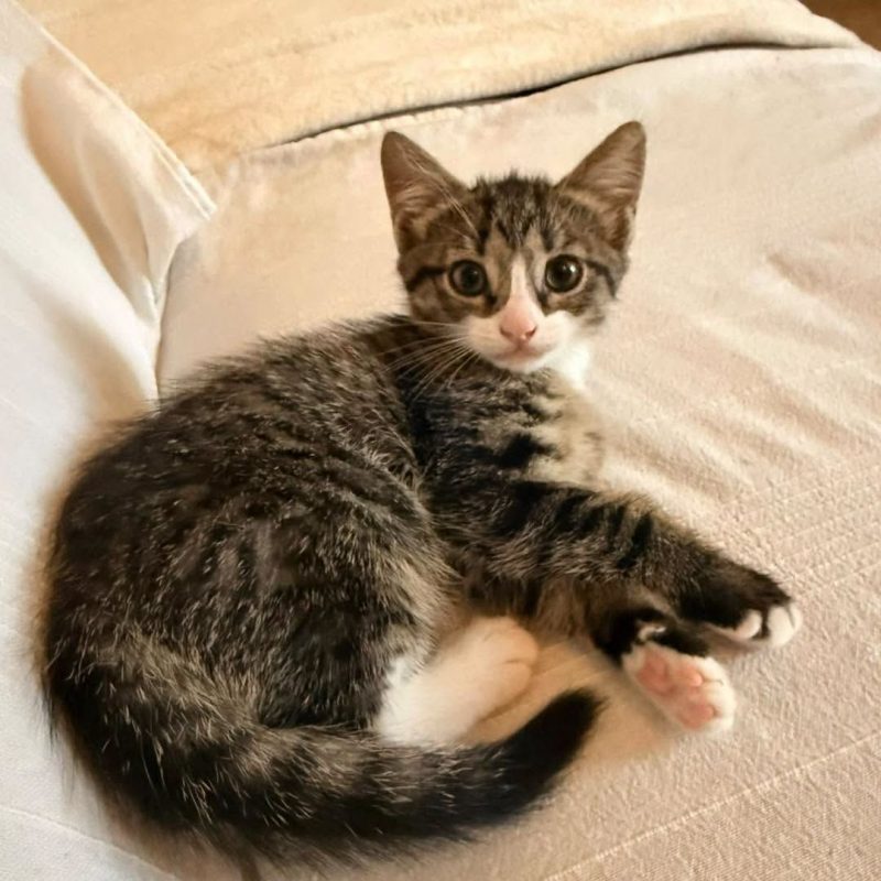KAPSULE - Chat Européen à adopter - photo 2