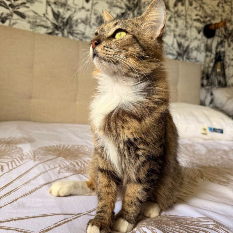 PERLA - Chat Européen à adopter - photo 2