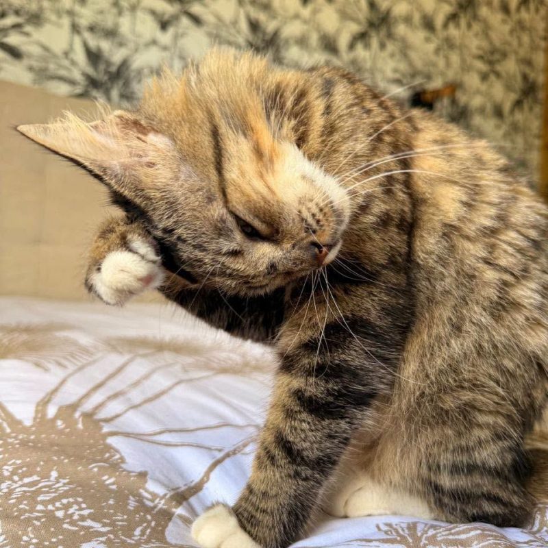 PERLA - Chat Européen à adopter - photo 4