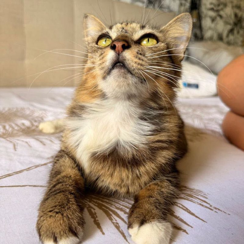 PERLA - Chat Européen à adopter - photo 3