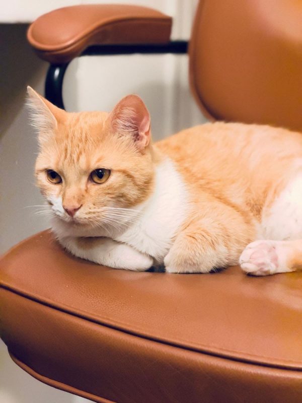 Harry - Chat Européen à adopter - photo 3
