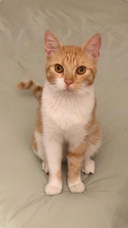 Harry - Chat Européen à adopter