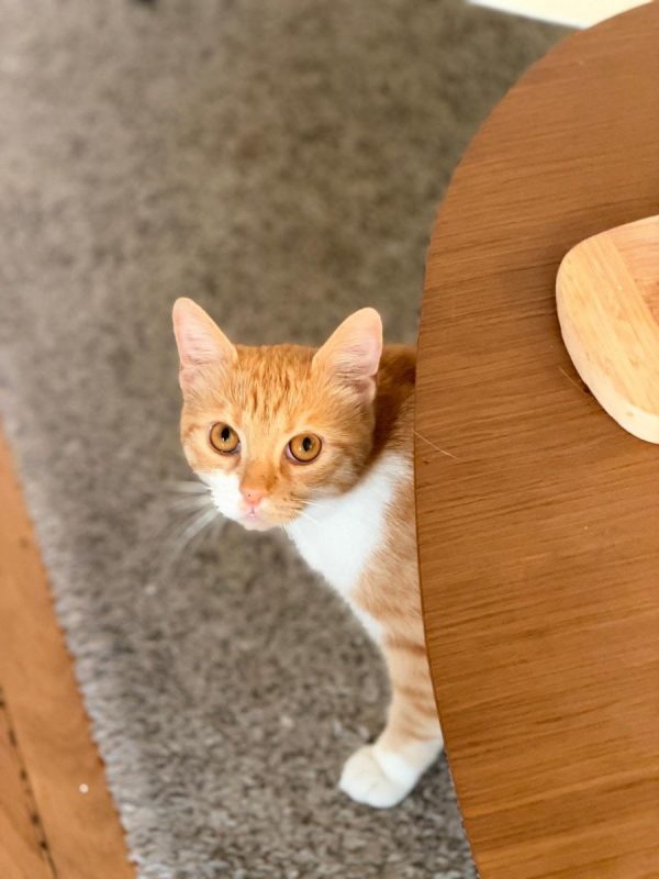 Harry - Chat Européen à adopter - photo 2