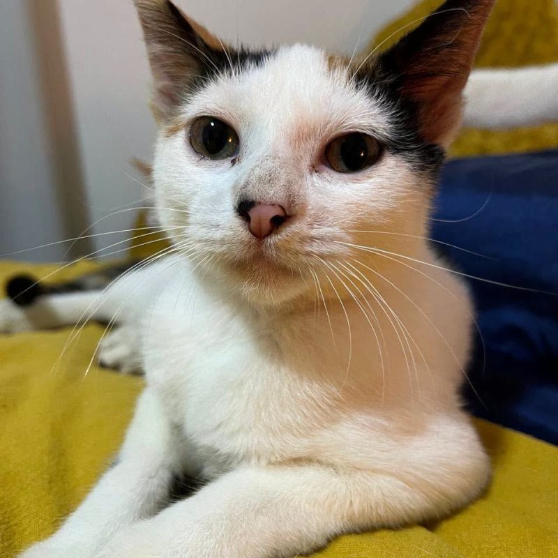 CHARLINE - Chat Européen à adopter - photo 2
